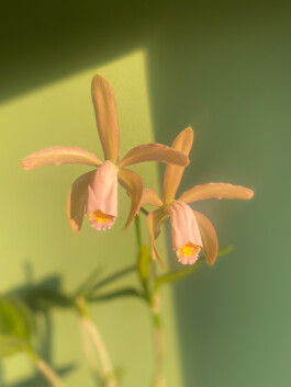 orchidaceae.xyz