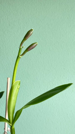 orchidaceae.xyz