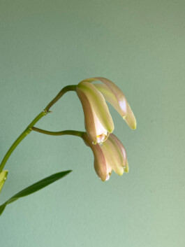 orchidaceae.xyz
