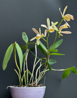 Cattleya forbesii orchidaceae.xyz