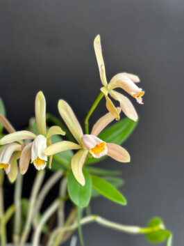 Cattleya forbesii orchidaceae.xyz
