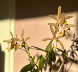 Cattleya forbesii orchidaceae.xyz