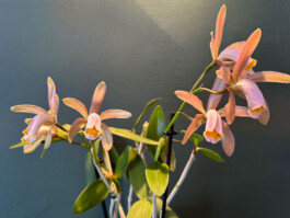 Cattleya forbesii orchidaceae.xyz