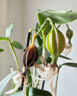 orchidaceae.xyz