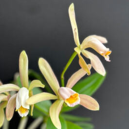 Cattleya forbesii orchidaceae.xyz