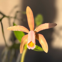 orchidaceae.xyz