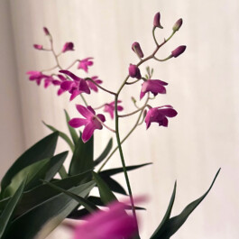 orchidaceae.xyz