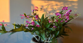 orchidaceae.xyz