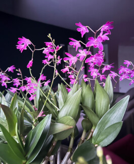 Dendrobium 'Berry-Oda' orchidaceae.xyz