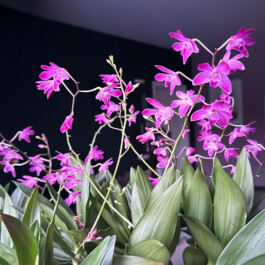 Dendrobium 'Berry-Oda' orchidaceae.xyz