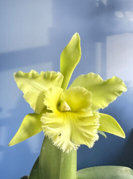 Rhyncholaeliocattleya Ports of Paradise orchidaceae.xyz