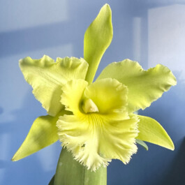 Rhyncholaeliocattleya Ports of Paradise orchidaceae.xyz