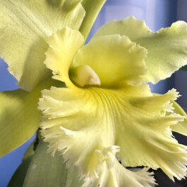 Rhyncholaeliocattleya Ports of Paradise orchidaceae.xyz