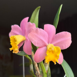 Sophrocattleya Crystelle Smith N.R. HCC/AOS orchidaceae.xyz