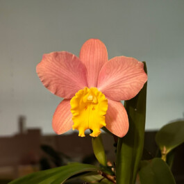 Sophrocattleya Crystelle Smith N.R. HCC/AOS orchidaceae.xyz