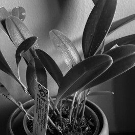 orchidaceae.xyz