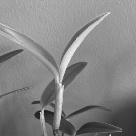 orchidaceae.xyz