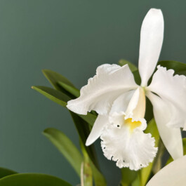 Cattleya Adrienne de Wavrin alba orchidaceae.xyz