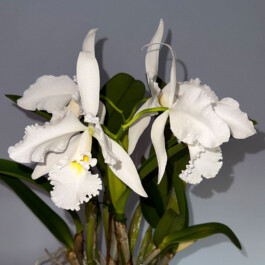 Cattleya Adrienne de Wavrin alba orchidaceae.xyz