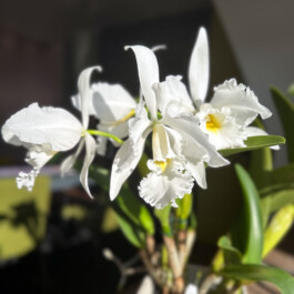 Cattleya Adrienne de Wavrin alba orchidaceae.xyz