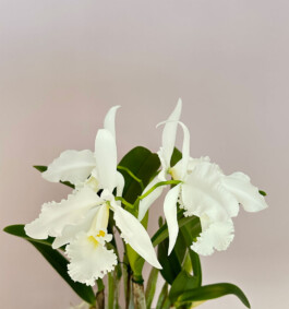 Cattleya Adrienne de Wavrin alba orchidaceae.xyz