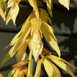 orchidaceae.xyz