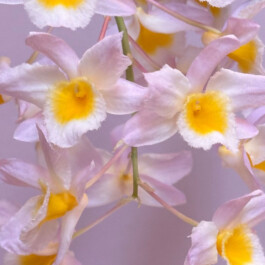 Dendrobium farmeri orchidaceae.xyz