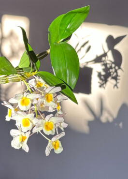 Dendrobium farmeri orchidaceae.xyz