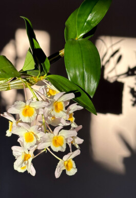 Dendrobium farmeri orchidaceae.xyz
