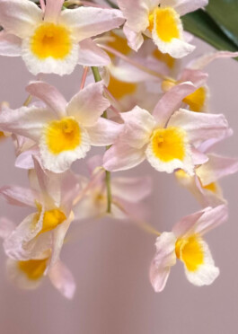Dendrobium farmeri orchidaceae.xyz