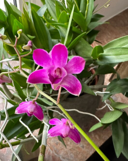 orchidaceae.xyz
