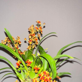 orchidaceae.xyz