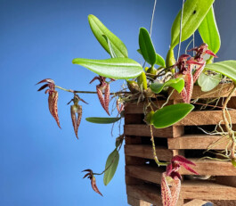 Bulbophyllum lasiochilum orchidaceae.xyz