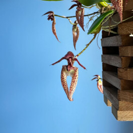 Bulbophyllum lasiochilum orchidaceae.xyz