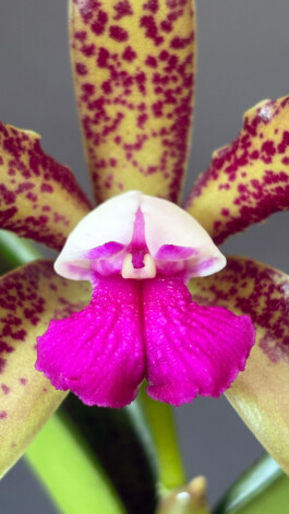 orchidaceae.xyz