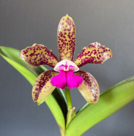 orchidaceae.xyz