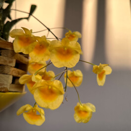 Dendrobium aggregatum orchidaceae.xyz