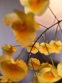 Dendrobium aggregatum orchidaceae.xyz