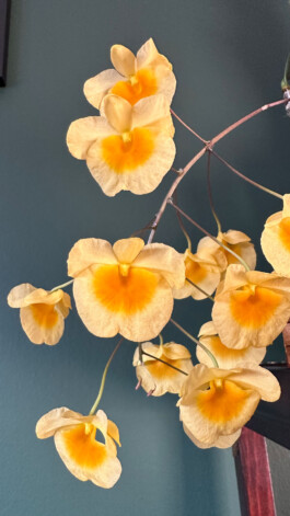 Dendrobium aggregatum orchidaceae.xyz