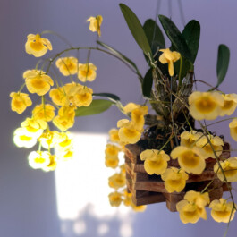 Dendrobium aggregatum orchidaceae.xyz