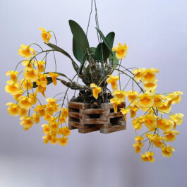 Dendrobium aggregatum orchidaceae.xyz