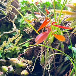 Bulbophyllum khaoyaiense orchidaceae.xyz
