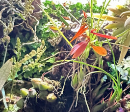 Bulbophyllum khaoyaiense orchidaceae.xyz