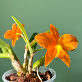 SLC-Jillico-×-Laelia-cinnabarinaII orchidaceae.xyz