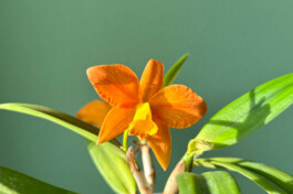 SLC-Jillico-×-Laelia-cinnabarinaII orchidaceae.xyz