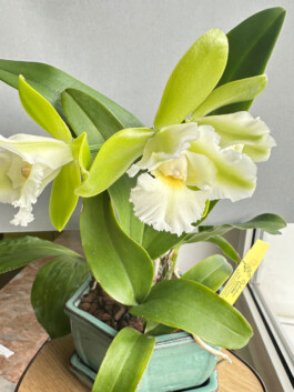 Cattleychea-(Epc.)-Siam-Jade orchidaceae.xyz