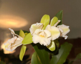 Cattleychea-(Epc.)-Siam-Jade orchidaceae.xyz