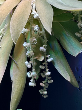 Ornithocephalus gladiatus orchidaceae.xyz