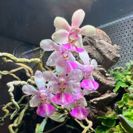 Phalaenopsis-Little-Tenderness orchidaceae.xyz