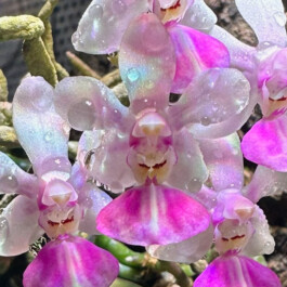 Phalaenopsis-Little-Tenderness orchidaceae.xyz